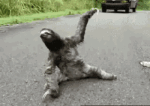 A Sloth Is Laying On The Ground On A Road . GIF