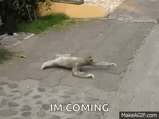 A Sloth Is Laying On The Ground On A Sidewalk And Says `` I 'M Coming '' . GIF