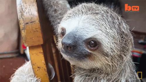 A Sloth Is Sitting On A Chair With A Btv Logo Behind It GIF