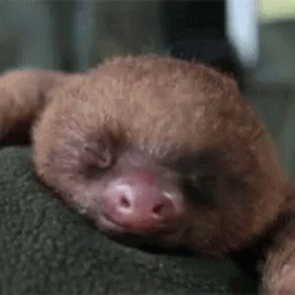 A Sloth Is Sleeping On A Rock With Its Eyes Closed . GIF