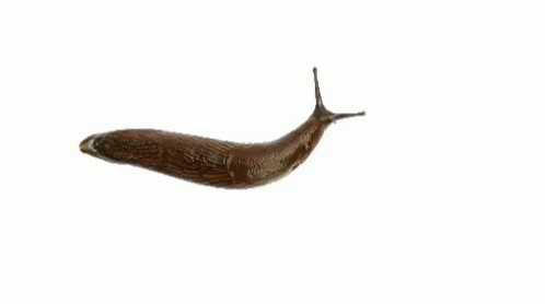 A Slug Is Crawling On A White Surface GIF
