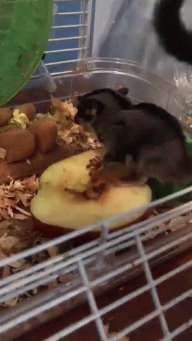 A Small Animal Is Eating A Slice Of Apple In A Cage GIF