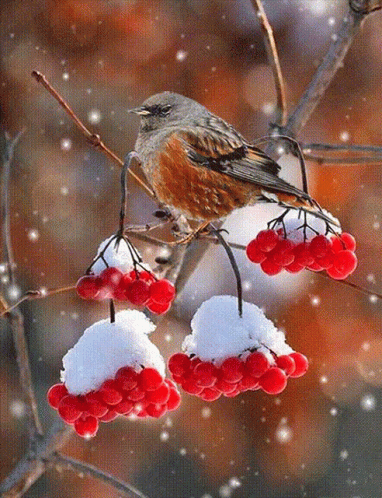 A Small Bird Perched On A Branch With Snow On The Berries GIF