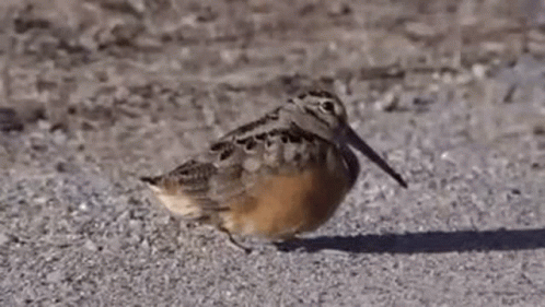 A Small Bird With A Long Beak Is Standing On A Gravel Road . GIF
