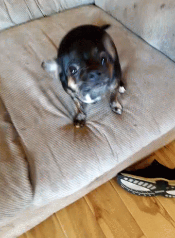 A Small Black And Brown Dog Is Sitting On A Couch GIF