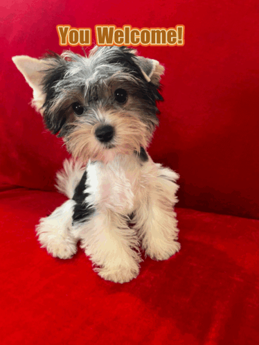 A Small Black And White Dog Is Sitting On A Red Couch With The Words " You Welcome " Above Him GIF