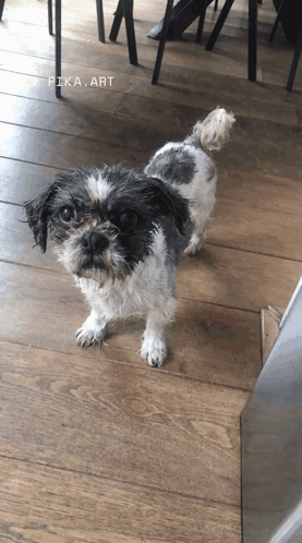 A Small Black And White Dog Standing On A Wooden Floor With Pika Art Written On The Bottom GIF