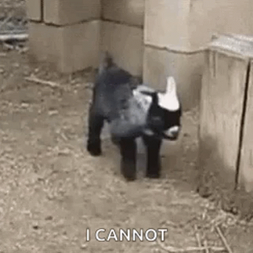 A Small Black And White Goat Is Standing In A Pen . GIF