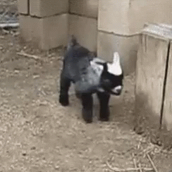 A Small Black And White Goat Is Standing In A Pen In A Barn . GIF
