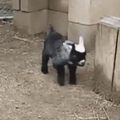 A Small Black And White Goat Is Standing In A Pen In A Barn . GIF