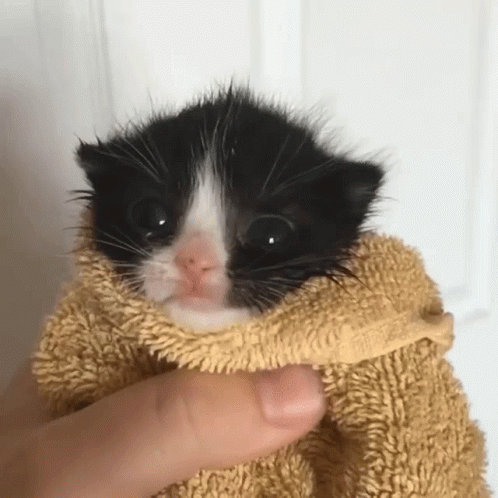 A Small Black And White Kitten Is Wrapped In A Towel GIF