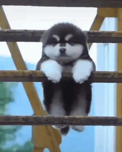 A Small Black And White Puppy Is Hanging On A Railing . GIF
