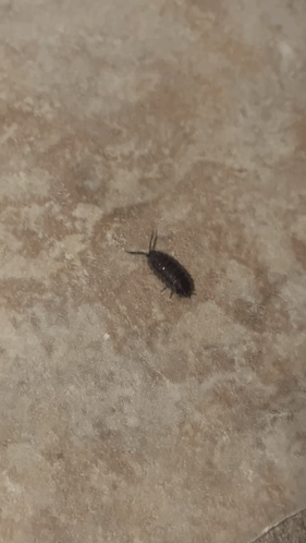 A Small Black Bug Is Crawling Along A Tile Edge GIF
