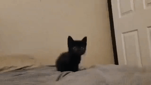 A Small Black Kitten Is Sitting On A Bed Looking At The Camera . GIF