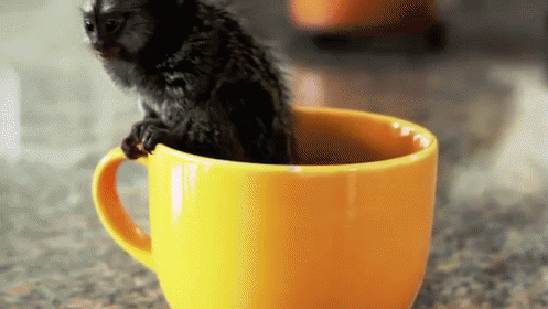 A Small Black Monkey Sits In A Yellow Cup GIF