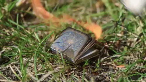 A Small Book Is Laying On The Grass Next To A Ball . GIF