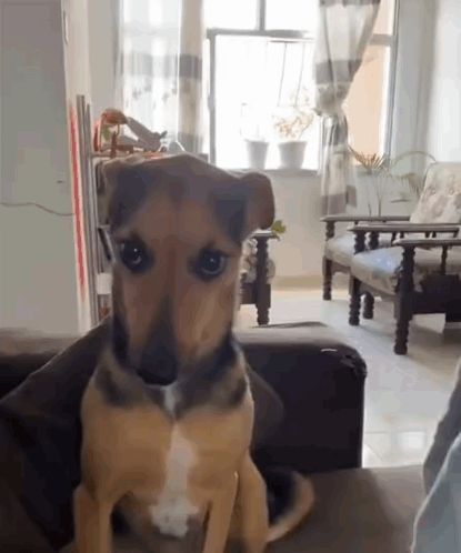 A Small Brown And Black Dog Is Sitting On A Couch In A Living Room GIF