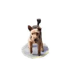 a small brown and black dog is standing on a circle on a white background