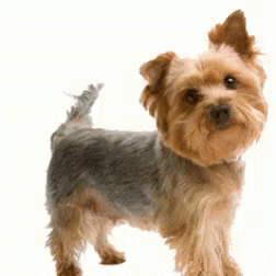 A Small Brown And Grey Dog Standing On A White Background GIF