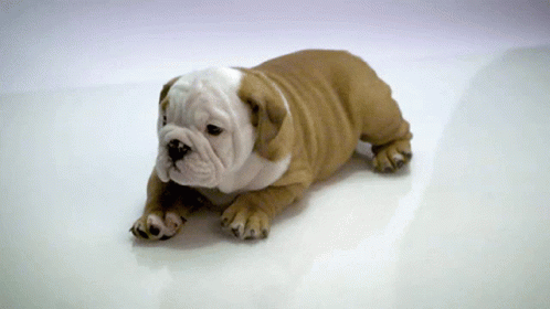 A Small Brown And White Bulldog Puppy Is Laying On A White Surface GIF