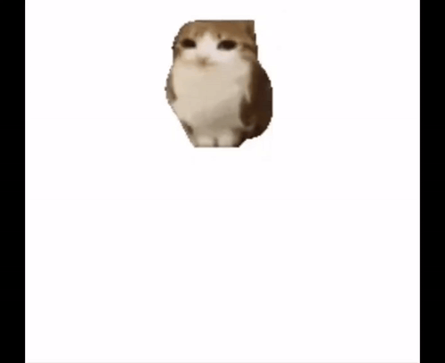 A Small Brown And White Cat Is Standing On A White Surface . GIF