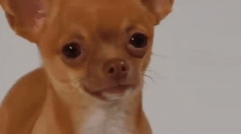 A Small Brown And White Chihuahua Dog Is Looking At The Camera With A Sad Look On Its Face . GIF