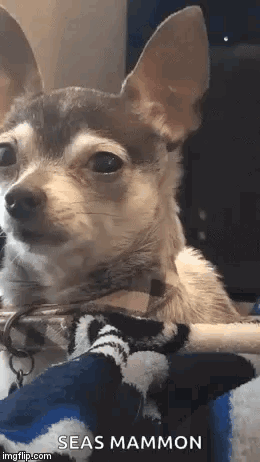 A Small Brown And White Chihuahua Dog Is Sitting On A Blanket . GIF