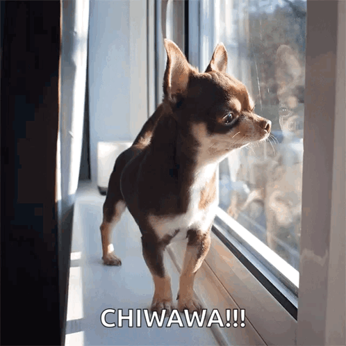 A Small Brown And White Chihuahua Looking Out Of A Window With The Words Chiwawa Written Below It GIF