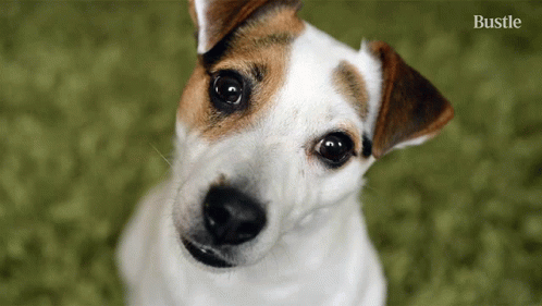 A Small Brown And White Dog Is Looking Up At The Camera With The Words Bustle Behind It GIF