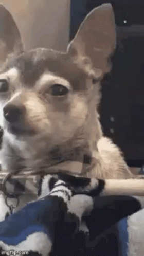 A Small Brown And White Dog Is Sitting On A Blanket On A Person 'S Lap . GIF