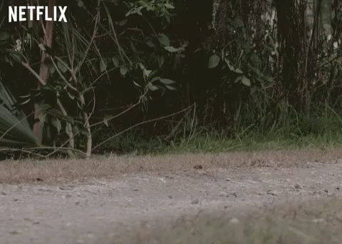 Small Brown And White Dog On Dirt Road GIF