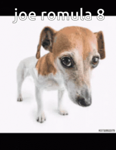 A Small Brown And White Dog Is Standing On A White Background With The Caption Joe Romula 8 GIF