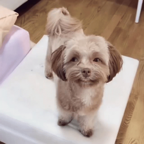A Small Brown And White Dog Is Standing On A White Cushion GIF