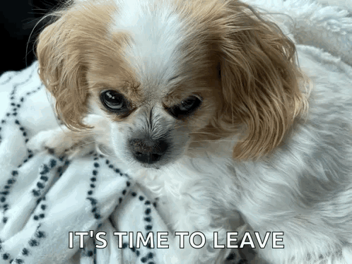 A Small Brown And White Dog Laying On A Blanket With The Words It 'S Time To Leave Above It GIF