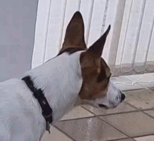 A Small Brown And White Dog With A Black Collar Is Standing On A Tiled Floor . GIF