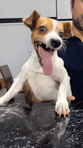 A Small Brown And White Dog With Its Tongue Hanging Out GIF