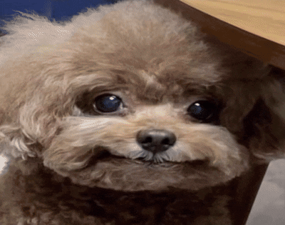 A Small Brown And White Poodle With Blue Eyes Is Looking At The Camera GIF
