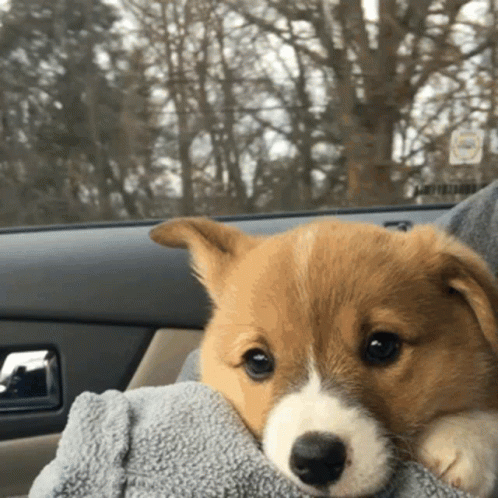 A Small Brown And White Puppy Is Being Held In Someone 'S Lap GIF