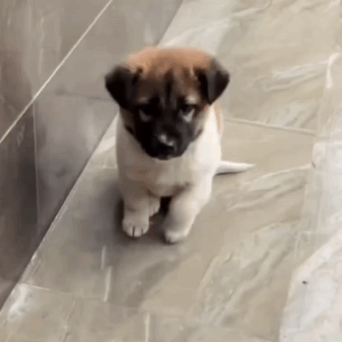 A Small Brown And White Puppy Is Standing On Its Hind Legs GIF