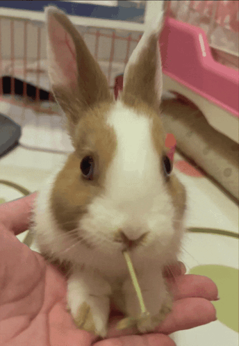 A Small Brown And White Rabbit Is Being Held By A Person GIF