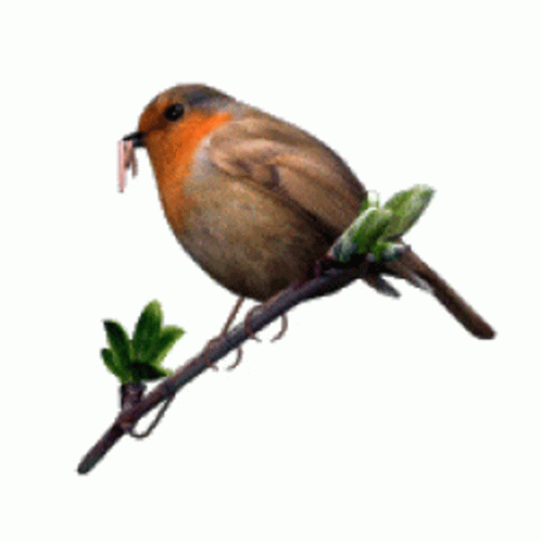 A Small Brown Bird Perched On A Branch With A Worm In Its Beak GIF