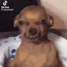 A Small Brown Dog Is Sitting On A Bed And Looking At The Camera With A Funny Face . GIF