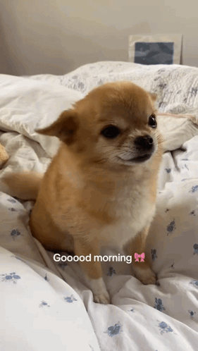 A Small Brown Dog Is Sitting On A Bed With The Words Goood Morning On The Bottom GIF