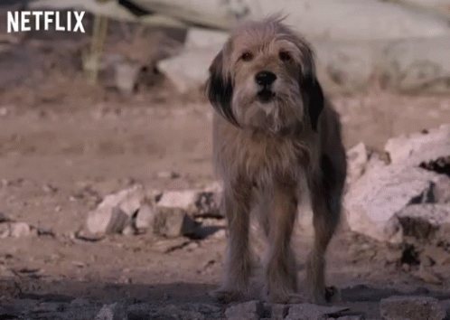 Small Brown Dog Standing On Rocky Ground GIF