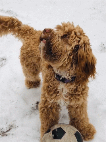 A Small Brown Dog Standing Next To A Soccer Ball In The Snow GIF