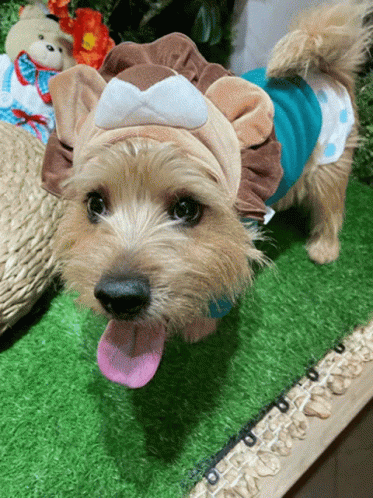 A Small Brown Dog Wearing A Lion Costume With Its Tongue Hanging Out GIF