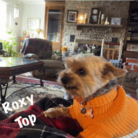 A Small Brown Dog Wearing An Orange Sweater Is Sitting On A Blanket In A Living Room GIF