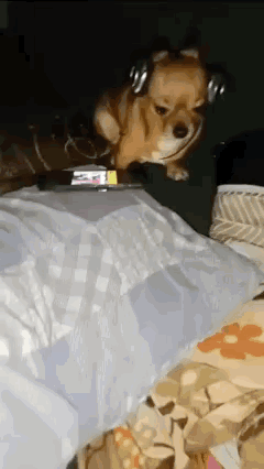 A Small Brown Dog Wearing Headphones Is Sitting On A Bed . GIF