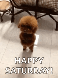 A Small Brown Poodle Is Standing On Its Hind Legs In A Living Room . GIF