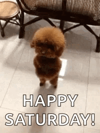 A Small Brown Poodle Is Standing On Its Hind Legs In A Room . GIF